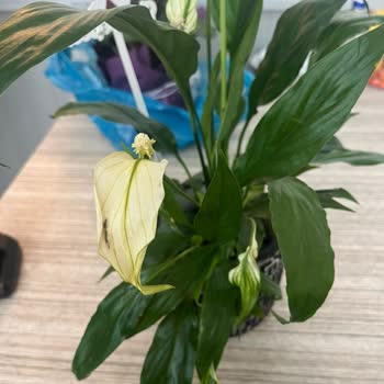 Sipariş Edilen Çiçek Solmuş Ve Eksik Teslim Edildi, Ücret İadesi Talep Ediyorum