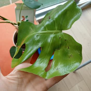 Görselden Farklı, Kalitesiz Ürün Ve Müşteri Hizmetlerine Ulaşılamıyor