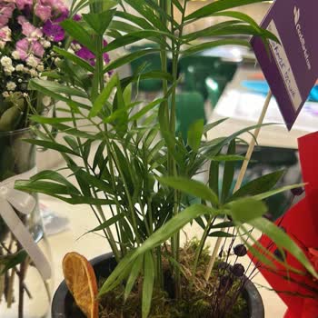 Özel Güne Yanlış Ürün Gönderimi Ve Müşteri Hizmetlerine Ulaşılamaması