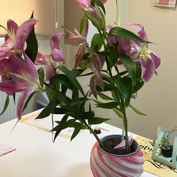 Ayıplı Çiçek Teslimatı Sonrası İade Talebim Reddedildi, Mağduriyetim Giderilmedi