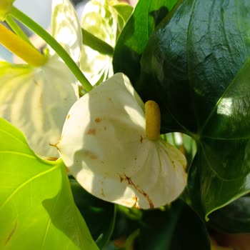 Öğretmenler Günü İçin Sipariş Edilen Çiçek Beklentileri Karşılamadı: Eksik Ve Özensiz Teslimat