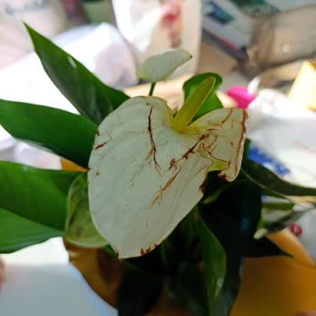 Öğretmenler Günü İçin Sipariş Edilen Çiçek Beklentileri Karşılamadı: Eksik Ve Özensiz Teslimat