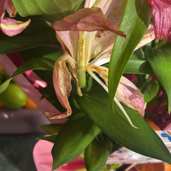 Solmuş Çiçek, İletişimsiz Hizmet: Hayal Kırıklığı Yaşadım