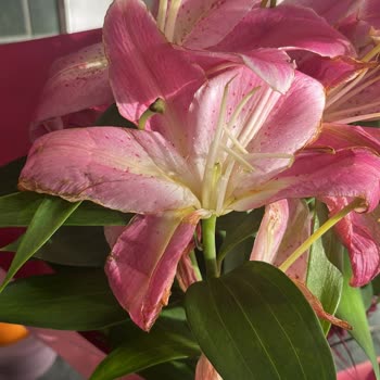 Solmuş Çiçek, İletişimsiz Hizmet: Hayal Kırıklığı Yaşadım