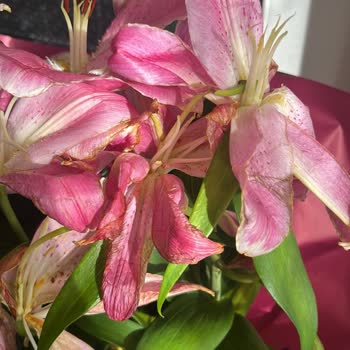 Solmuş Çiçek, İletişimsiz Hizmet: Hayal Kırıklığı Yaşadım