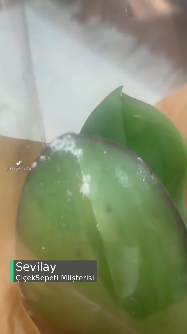 Çiçek Sepeti Öğretmenler Günü Siparişi Böcekli! videonun kapak resmi