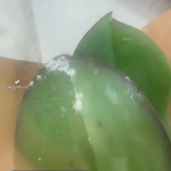 Çiçek Sepeti Öğretmenler Günü Siparişi Böcekli!