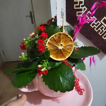 Teslim Edilmeyen Sipariş, Yetersiz Müşteri Hizmeti: Taze Çiçek’te Tekrarlayan Mağduriyet