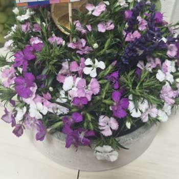 Siparişimdeki Çiçekler Görselden Farklı Ve Müşteri Hizmetlerine Ulaşamıyorum