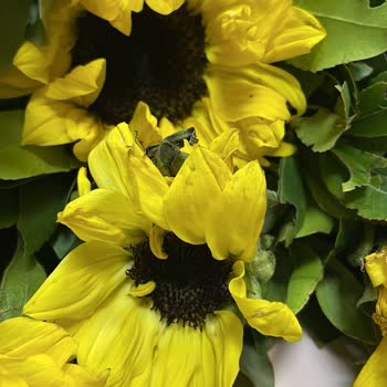 Çiçek Market Öğretmenler Günü'nde Solmuş Çiçek ve İlgisiz Müşteri Hizmeti Mağduriyeti