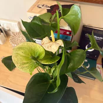 Siparişim Eksik Ve Çürük Teslim Edildi Müşteri Hizmetleri Dönüş Yapmıyor