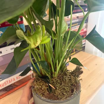 Siparişim Eksik Ve Çürük Teslim Edildi Müşteri Hizmetleri Dönüş Yapmıyor