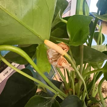 Siparişim Eksik Ve Çürük Teslim Edildi Müşteri Hizmetleri Dönüş Yapmıyor