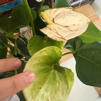 Siparişim Eksik Ve Çürük Teslim Edildi Müşteri Hizmetleri Dönüş Yapmıyor