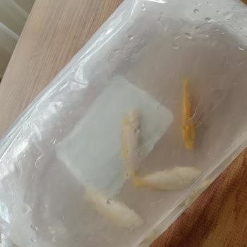 Siparişimdeki Canlı Balıkların Ölü Gelmesi Ve Mağduriyetim