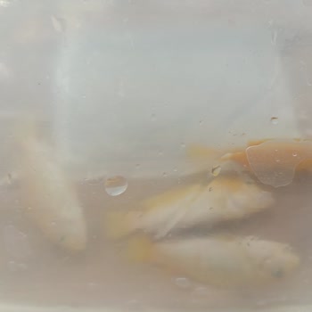 Siparişimdeki Canlı Balıkların Ölü Gelmesi Ve Mağduriyetim