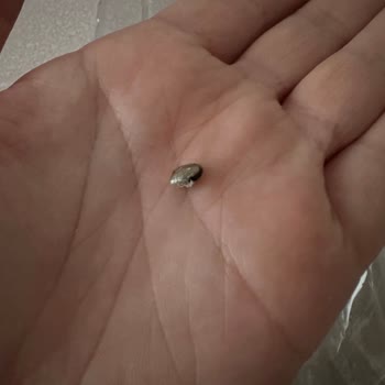 Pişmaniye İçinden Taş Çıkması Nedeniyle Sağlık Ve Güvenlik Endişesi