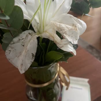 Ezilmiş Ve Yıpranmış Çiçekler, Sürekli Tekrarlanan Sorun