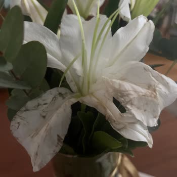 Ezilmiş Ve Yıpranmış Çiçekler, Sürekli Tekrarlanan Sorun