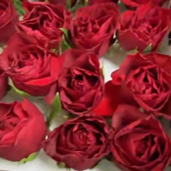 Solmuş Ve Ezik Gül Teslimatı, İlgisiz Müşteri Hizmetleriyle Mağduriyet