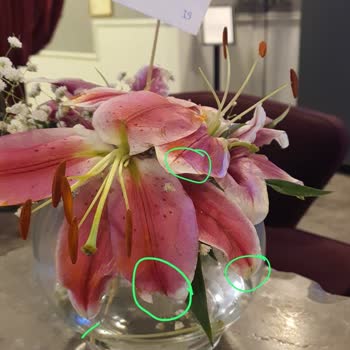 Teslim Edilen Solmuş Çiçekler Nedeniyle Ücret İadesi Talebi