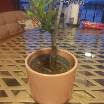 Öğretmenler Günü'nde Beklentileri Karşılamayan Çiçek Aranjmanı Hayal Kırıklığı