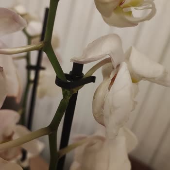 Öğretmenler Günü Siparişim Kırık Ve Geç Teslim Edildi, Hayal Kırıklığına Uğradım