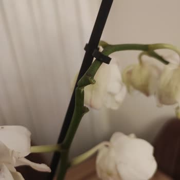 Öğretmenler Günü Siparişim Kırık Ve Geç Teslim Edildi, Hayal Kırıklığına Uğradım