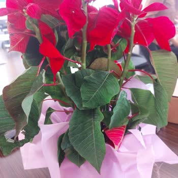 Görseldekiyle Uyuşmayan Ve Bakımsız Çiçek Teslimatı Nedeniyle Mağduriyet