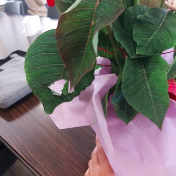 Görseldekiyle Uyuşmayan Ve Bakımsız Çiçek Teslimatı Nedeniyle Mağduriyet