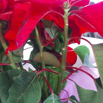 Görseldekiyle Uyuşmayan Ve Bakımsız Çiçek Teslimatı Nedeniyle Mağduriyet