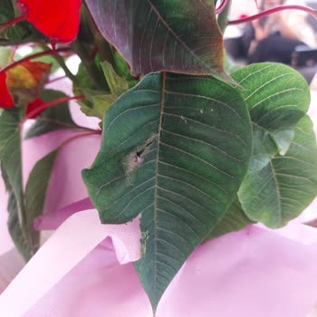 Görseldekiyle Uyuşmayan Ve Bakımsız Çiçek Teslimatı Nedeniyle Mağduriyet