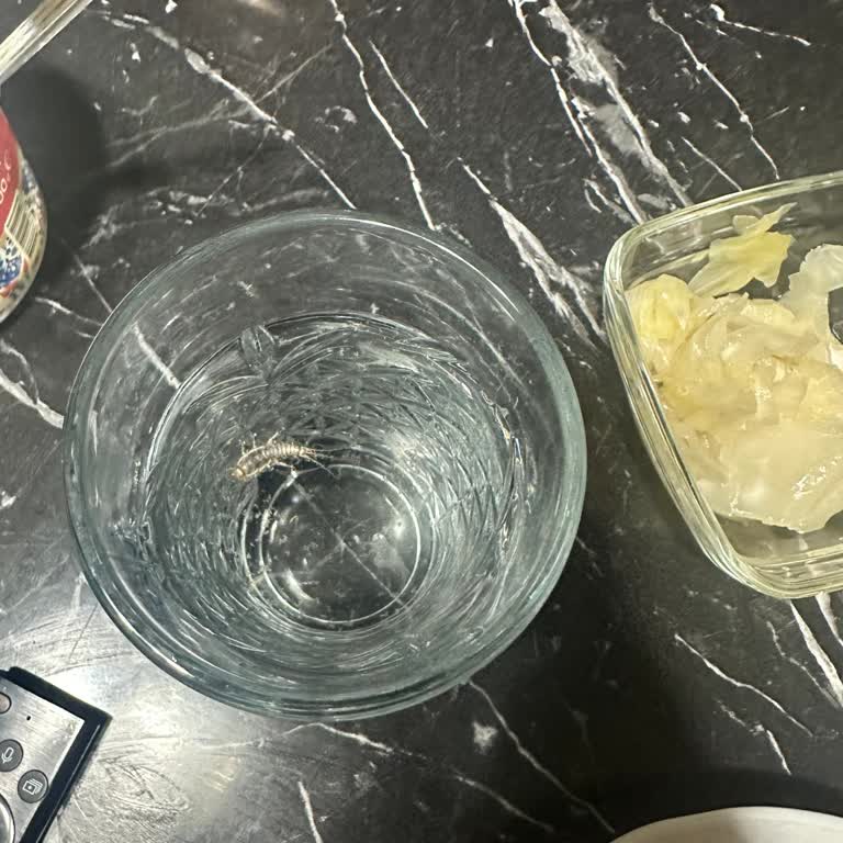 Damacana Suda Böcek Çıkması Nedeniyle Sağlık Riski Ve İnceleme Talebi