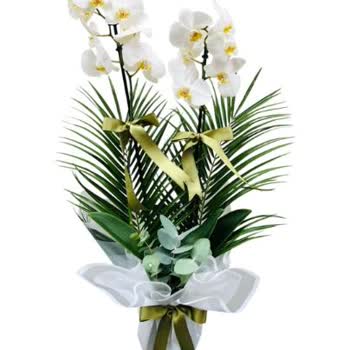 Görseldeki Ürünle Alakasız Orkide Gönderimi Ve Ücret İadesi Talebi