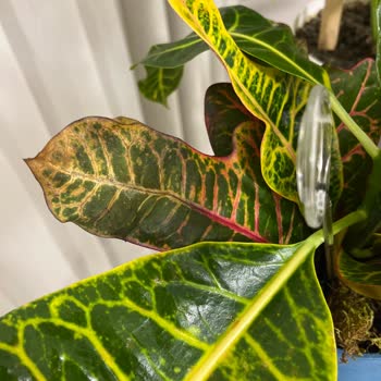 Yanlış Ve Özensiz Çiçek Teslimatı, İletişimsiz Müşteri Hizmetleri