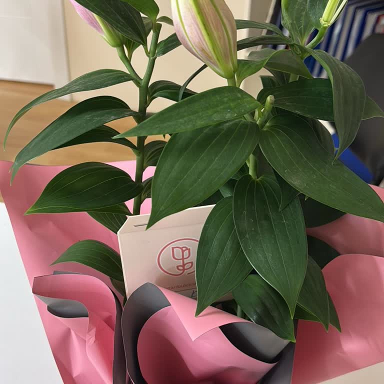 Sipariş Edilen Lilyum Çiçeği Görsel Ve Açıklamaya Uygun Teslim Edilmedi, Müşteri Hizmetleri Yanıt Vermiyor