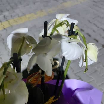 Yanlış, Hasarlı Ve Eksik Orkide Siparişi: Müşteri Hizmetlerine Ulaşılamıyor