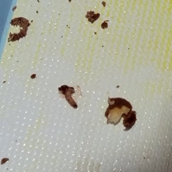 Fındıklı Çikolatadan Kurt Çıkması Hijyen Endişesi Yarattı