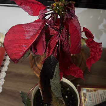 Öğretmenler Günü Hediyesi Solmuş Çiçekle Hayal Kırıklığına Uğradım