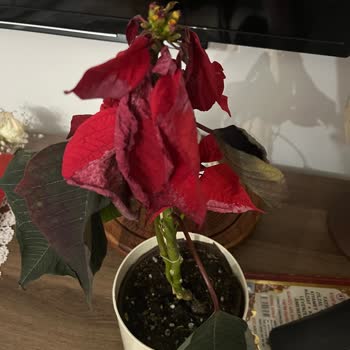 Öğretmenler Günü Hediyesi Solmuş Çiçekle Hayal Kırıklığına Uğradım