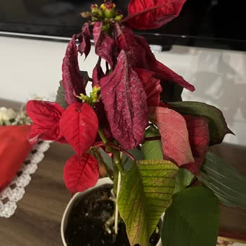 Öğretmenler Günü Hediyesi Solmuş Çiçekle Hayal Kırıklığına Uğradım