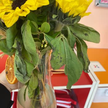 Gönderilen Çiçek Hayal Kırıklığı Yarattı