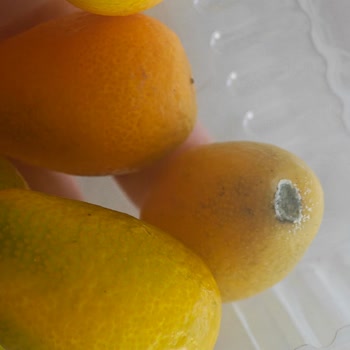 Yemeksepeti Marketten Bozuk Ve Küflü Sebze Teslimatı Mağduriyet Yaşadım