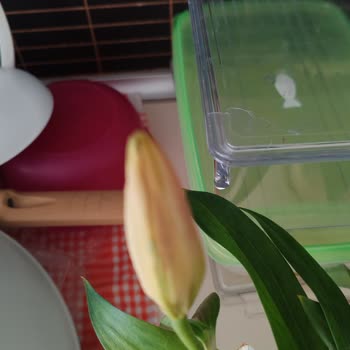 Çiçek Sepeti Öğretmenler Günü Siparişim Çürük Ve Onaysız Teslim Edildi