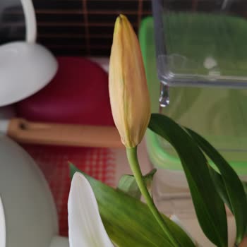 Çiçek Sepeti Öğretmenler Günü Siparişim Çürük Ve Onaysız Teslim Edildi