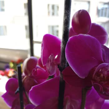 Kusurlu Orkide Ve Müşteriyle Yanlış İletişim: Lavinya Çiçekçilik’te Hayal Kırıklığı