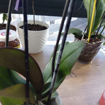 Kusurlu Orkide Ve Müşteriyle Yanlış İletişim: Lavinya Çiçekçilik’te Hayal Kırıklığı