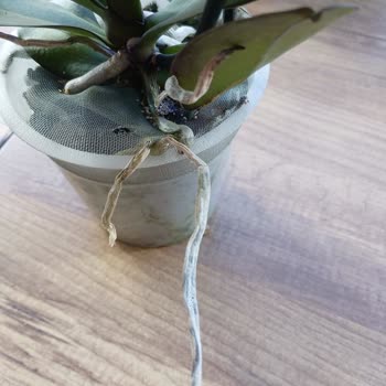 Kusurlu Orkide Ve Müşteriyle Yanlış İletişim: Lavinya Çiçekçilik’te Hayal Kırıklığı