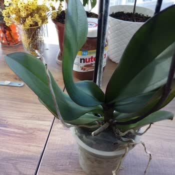 Kusurlu Orkide Ve Müşteriyle Yanlış İletişim: Lavinya Çiçekçilik’te Hayal Kırıklığı