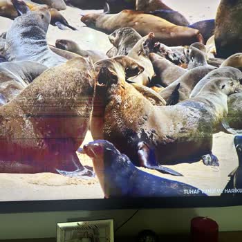 Garanti Kapsamındaki Televizyonun Ekran Arızasına Çözüm Bulunmuyor